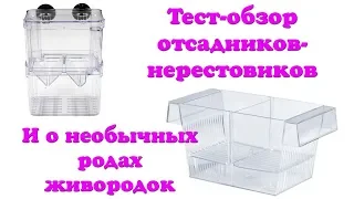 Тест-обзор отсадников-нерестовиков и о необычных родах живородок