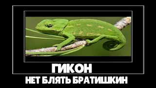 БРАТИШКИН  -  ГИКОН