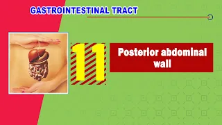 11. Posterior abdominal wall