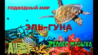 Эль - Гуна Египет подводный мир красного моря Релакс музыка