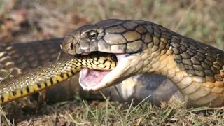 The King Cobra is the main snake hunter! The long and poisonous mistress of the forest!