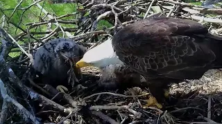 Trempealeau Eagles. Mom and eaglets share a coot. TE1 swallows a foot – 05-05-2024