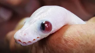 Animal Rescue! Snake born with giant eye! Let's save its life