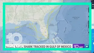 11-foot great white shark pings off coast of Florida