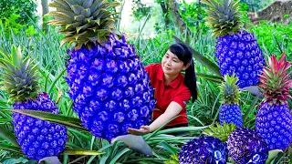 Harvest Blue Wild Pineapple, goes to the market sell - Harvesting and Cooking | Tieu Vy Daily Life