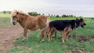 Amazing Pony and Dog Friendship