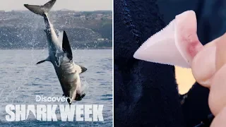 Shark Loses Tooth After Breach | Shark Week
