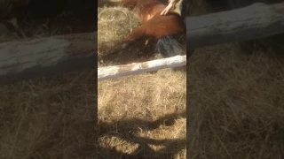 Лечение лошади при колике