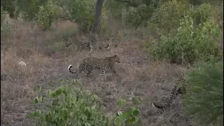 SafariLive April 28 -Three leopards!  Mom, dad and their daughter!