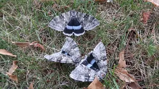 Blue underwing / Clifden nonpareil: Catocala fraxini