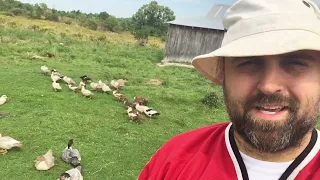 Muscovy Ducklings growth ~ 50 to 56 days old