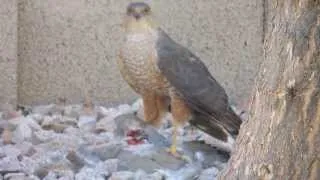 Sharp-shinned hawk