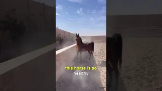 World's Rarest Horse Has The Sound Of A V8 Engine @ali00hassan5