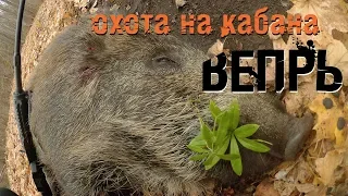 Охота на кабана загоном. Вепрь. Удачное открытие сезона!