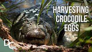 Risking It All To Harvest Crocodile Eggs | Outback Rangers | Ep 9 | Documentary Central