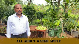 ALL ABOUT WATER  APPLE