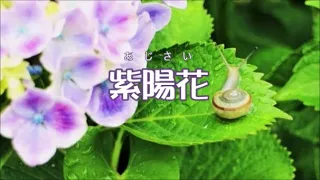 紫陽花　カラオケ歌唱：Ｋ