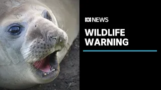 Neil the seal's growing internet fame sparks warning for people to keep their distance | ABC News