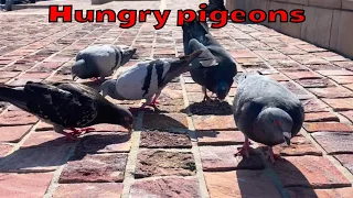 Hungry pigeons happily eating crumbs