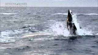 Great White Shark Cage Diving - Vertical Shark Breach (RAW FOOTAGE)