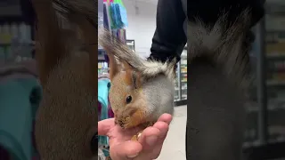 За Орехи я оплатил чтоб тут не писали 😂 Ну люди то 🤷‍♂️😆#funny #squirrel