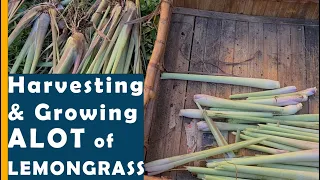 LEMONGRASS: HOW to Harvesting, divide, grow and preserve LEMONGRASS | BUHAYMOTHER