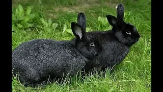 Best Rabbit Breeds for Pelts