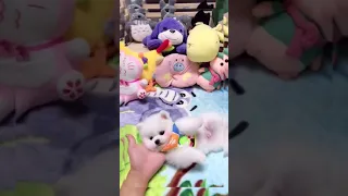 Tik Tok Chó Phốc Sóc Mini 😍 Funny and Cute Pomeranian​ 😍OMG So Cute Dog ♥ Best Funny Cute Pomeranian