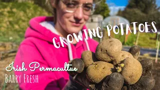 Planting Potatoes |No-Dig x Permaculture| Happy St Patricks Day