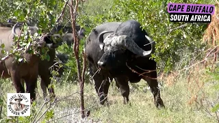 Two Hunts for Massive Cape Buffalo in South Africa