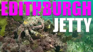 Scuba Diving Edithburgh Jetty in South Australia 🇦🇺