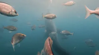 South African Marine Life
