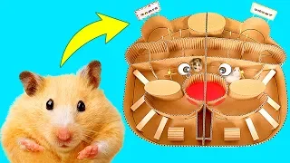 Hamsters Race In The Hamster Maze - Who Will Win?