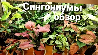 Сингониумы  /Обзор моей коллекции