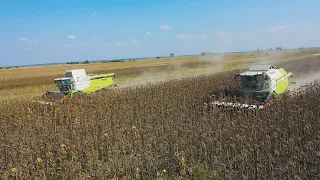 Napraforgó aratás/Sunflower Harvest 2020: Claas Lexion 650, Claas Tucano 440