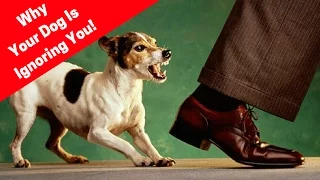 Why Does My Dog Not Listen To Me? Why Dogs Ignore Their Owners!