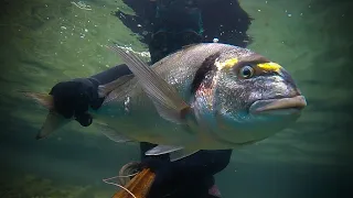 Spearfishing Croatia "Sinus Liburnicus"