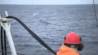 Herring fishing and Killer Whale watching in the Norwegian Sea