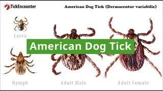 American Dog Tick: How to Identify, Diseases Carried, and Where They Are Found