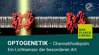 Optogenetik - Channelrhodopsin: Ein Lichtsensor der besonderen Art (Fast Forward Science 2015)