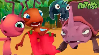 Matador | 😄🐜| Antiks Adventures - Joey and Boo's Playtime