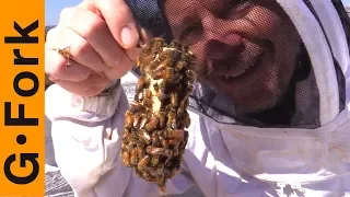 Putting Bees In A Hive, Only Stung Once! - Beginning Beekeeping