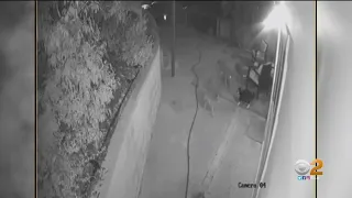 Caught On Camera: Cat Fights Off Three Coyotes