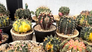 #68 - Collecting cactus fruit