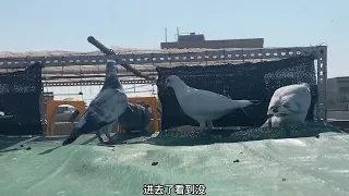 今天拿了一些鸽子回来#鸽子 好像都是雨点瓦灰花头白条 #信鸽赛鸽