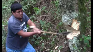 Tumbar árbol con hacha sin motosierra y pura mano | Tecnica