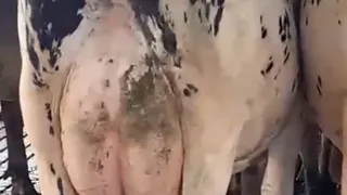 COW GIVING BIRTH  | The Hoof GP |Cow Gives Birth to Calf Right in Front of Our Eyes