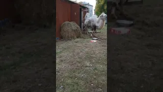 Верблюды в Тюмени