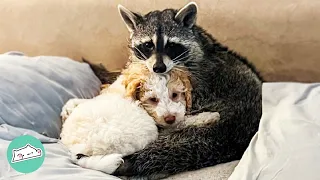 Racoon Needed A Play Buddy, So Family Got Him A Pup | Cuddle Buddies