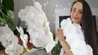 Цветение белых орхидей, белоснежные биглипы фаленопсис Lianher Jellyfish и Charming Crystal Water🤍🤍🤍